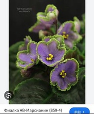 非洲紫羅蘭花苗，多種品種