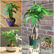 ปลูกง่ายในประเทศไทย เมล็ดสด100% เมล็ดพันธุ์ ต้นไม้เงิน บรรจุ 2เมล็ด Pachira Money Tree Bonsai Seeds for Planting เมล็ดต้นไม้เงิน ต้นไม้ฟอกอากาศ เมล็ดดอกไม้ บอนสีหายาก เมล็ดบอนสี ต้นไม้มงคล ไม้ประดับ พันธุ์ดอกไม้ ไม้ดอก ดอกไม้ปลูก ต้นบอนไซ แต่งบ้านและสวน