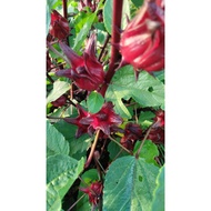 Fresh Roselle Calyces | Bunga Roselle