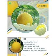 Premium Golden Melon Akanee (F1 Hybrid Melon Seed)