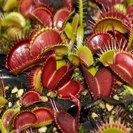 Wholesale Venus Fly Trap Carnivorous Plant 50pcsbag Seeds Smaller Shop