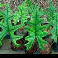 [New] tanaman hias alocasia jacklyn
