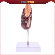 [PETSOLA] 1:1 Human Removable 2 Parts Kidney With Adrenal Gland Model School Teaching Display Lab Su