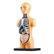 3D Human Organs Body Assembly Science Experiment 3D Plastic Toys For Students