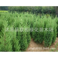 Ready Stock Quick Shipment Linmu Seeds Cypress Seeds Cypress Seeds Cypress Seeds Cypress Seeds Cypre