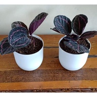 DOTTIE CALATHEA RARE