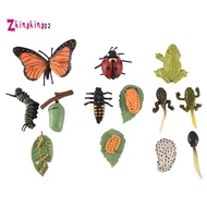 3 Sets Insect Figurines Life Cycle of Butterfly Frog Ladybug Safariology Growth Cycle Model Educatio