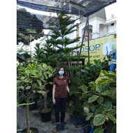 GPS Green Plant Society live tree Hong Kong Pine 松树 Araucaria Heterophylla (10ft)