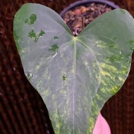 anthurium pterodactyl variegata 1 daun pancing - ktl