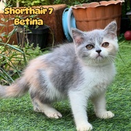 Kucing british shorthair mix scottish bulet gembul betina