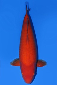 Ikan Koi Import Jepang Beni Goi Momotaro 67 cm