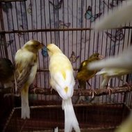 ready stock !!! burung kenari hybrid sf bb gibo frill betina siapan
