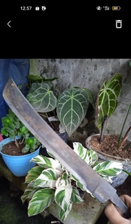 kopak dawing 35cm u