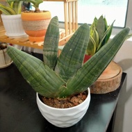 Sansevieria / lidah jin obakae rhino gemok pendek