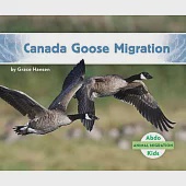 Canada Goose Migration