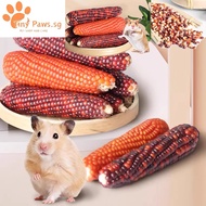 Hamster snack small corn stick