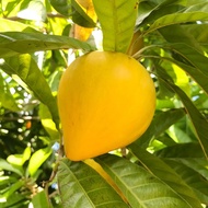 Canistel Plant (Pouteria Campechiana) Anak Pokok Kuning Telur | Eggfruit | Yellow Sapote