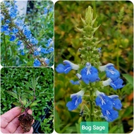 ต้นซัลเวีย ต้นซัลเวียร์ ซัลเวีย ซัลเวียร์ Amistad Salvia Anthony Parker Bog sage Embers wishes Wendy
