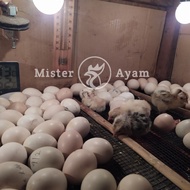 |BEST| Telur Ayam Kampung Yudistira