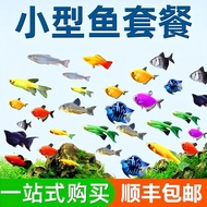 Raising Mickey Fish Small Living Angel Fish Zebra Fish Living Ornamental Fish Guppy Tropical Fish Pa