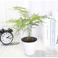 Setose Asparagus Seeds  Mini Office Plants Seed Small Mini Bamboo Bonsai 植物 文竹 种子 盆栽种子 花种子 Wen bambo