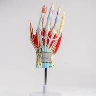 Model Human Body Model Anatomy 7 Medical Model Parts Anatomy Mold Teaching Skeleton Hand Anatomy LOC