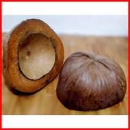 ▧ ⨷ ℤ Bunot coconut husk for school bunot good quality coconut husk bunot 1pc bunot floor polisher