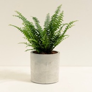 波士頓腎蕨│泥作系列│福所栽