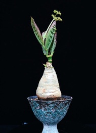 (#349) 納米比亞葡萄甕	Cyphostemma Bainesii / 塊根植物 Caudex / 另售象牙宮、龜甲龍、索馬里葡萄甕、念珠橄欖