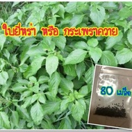 Buffalo Basil Seeds Ready To Plant