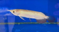 [High Quality] [Wholesale Price] Super High Back Arowana - AquaX Live Fish With D.O.A. *Ship West & 