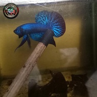 Cupang alam wild betta Alien Blue AB-200047