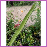 ✤ ◮ ▪ ● Cactus / Cacti - Live Plant