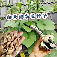 Sg White Swan Pumpkin Seed Ornamental Pumpkin Seed Featured Toy Small Pumpkin Courtyard Ornamental W