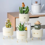 Succulent Plants Potted Green Plants Flowers Cactus Cactus Indoor Plants Free Pot Nutrient Soil Holi