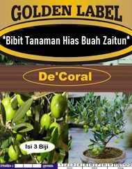 Bibit Tanaman Hias Buah Zaitun|Benih Buah Zaitun|Bibit Buah Zaitun