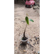 anak pokok durian musang king