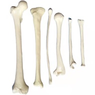 Humerus Femur Shin Tibia Hip Bone Clavicle Radius Perone Fibula Human Bone Anatomy Skeleton Bone Mod