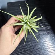 空氣鳳梨 香檳天鵝電卷