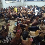 DAGING AYAM KAMPUNG ASLI SEGAR FRESH, BERAT UKURAN 1,3kg