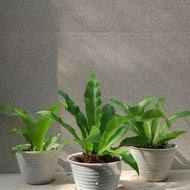 Ornamental plant kadaka bird's nest // Asplenium nidus natural203 ready ak