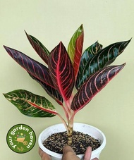 Aglaonema Red Pride of Sumatra 4 to 6 Leaves (Live Collectors Plant - Last 2 Stocks) with FREE garde
