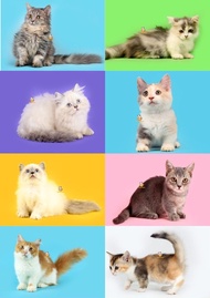 Kucing Munchkin - Kitten - Sudah vaksin - Bonus perlengkapan