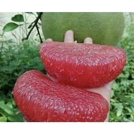 Anak pokok limau bali merah hybrid/kawin 100% original