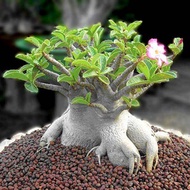 Promo Murah - 6 Benih Bibit Bunga Adenium Arabicum