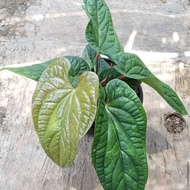 Anthurium Sirih Ornamental Plants - Anthurium Sirih-Saplings Anthurium