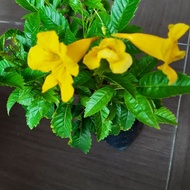 Yellow bell / tecoma