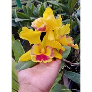 Anggrek Cattleya Hybrid Dewasa Siap Berbunga/Cattleya bunga besar