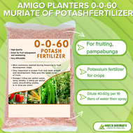 AMIGO PLANTERS MURIATE OF POTASH / 0-0-60 POTASH FERTILIZER - FOR FRUITING ABONONG PAMPALAKI NG BUNG