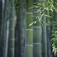 เมล็ดพันธุ์ ไผ่โมโซ ไผ่หนังจีน ไผ่ญี่ปุ่น moso bamboo seed 30 เมล็ด เมล็ดพันธุ์จาก อังกฤษ
